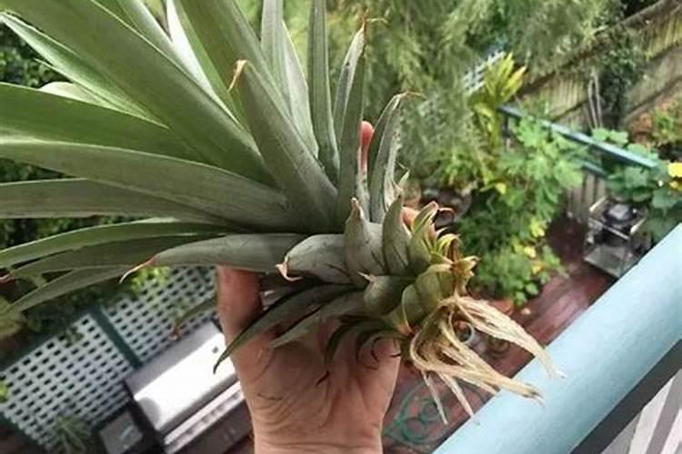 菠萝催花时间和方法