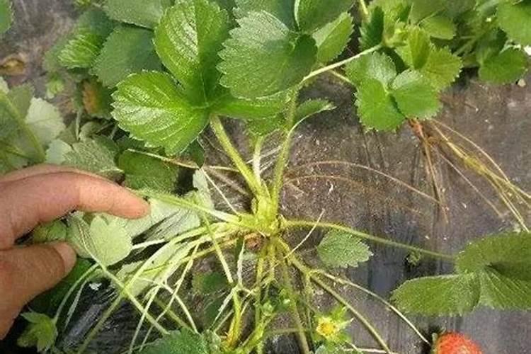 请问草莓结果成这样是什么原因？