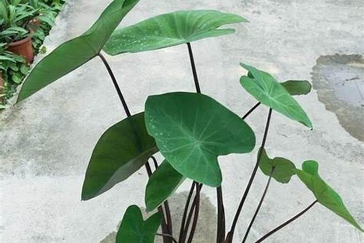 魔芋种植要用什么肥料不会烂