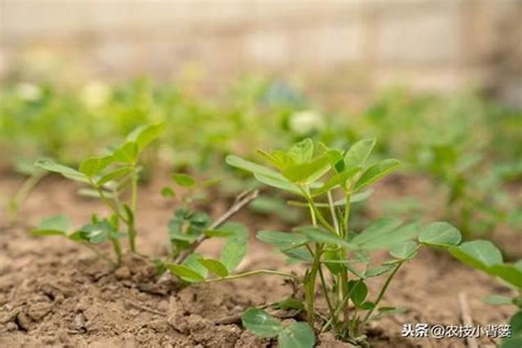 花生硼肥什么时间施用