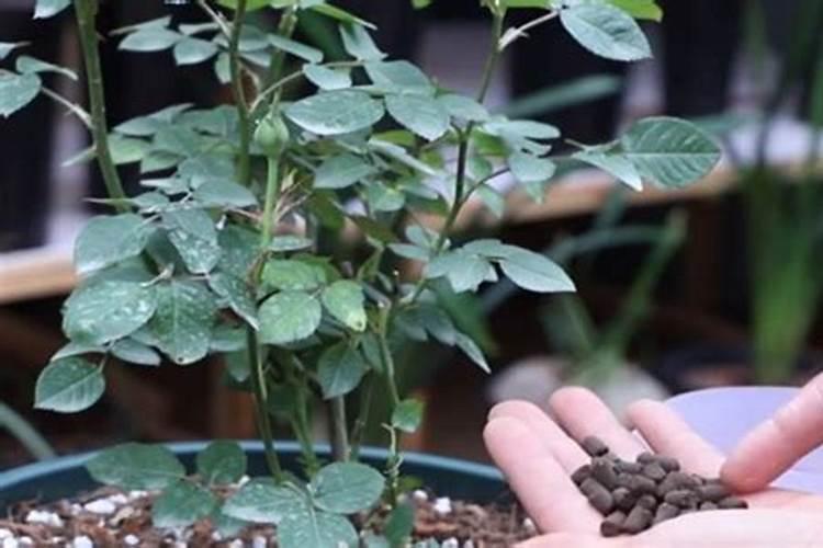 夏季月季长新芽如何追肥更安全