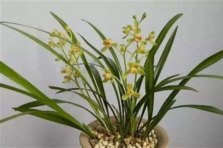 建兰的施肥方法
