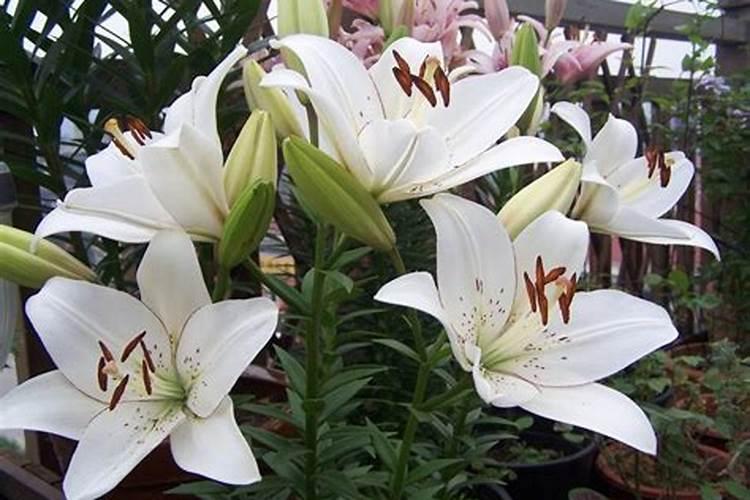 百合花怎么施肥,这样施肥长势超好!