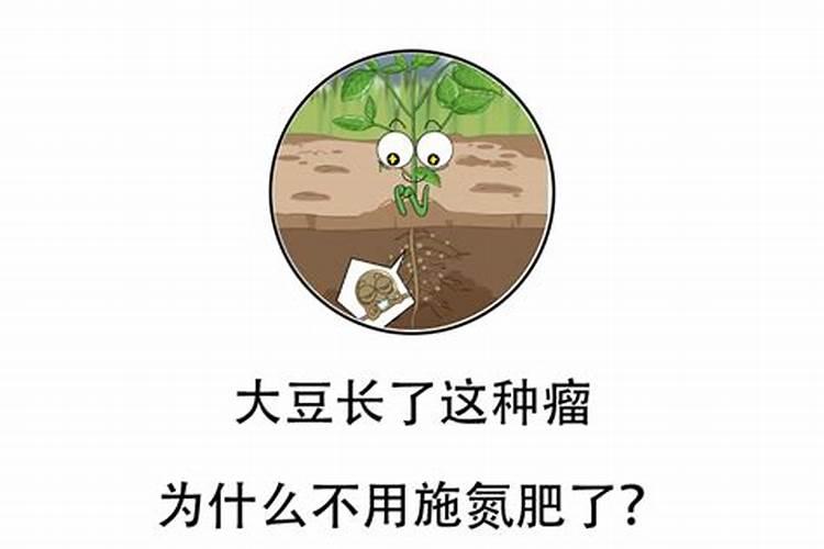 百日草的养殖方法和注意事项