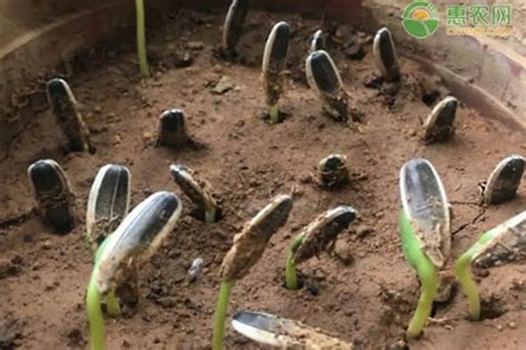 内蒙古葵花种植施肥方法