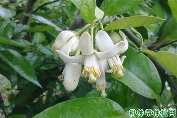 四川葡萄树种植方法 31kg及海藻有机肥
