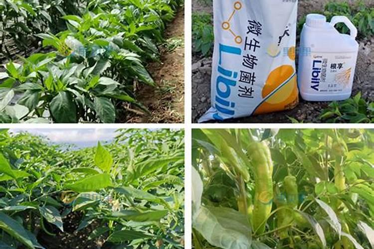 水溶肥知名品牌有哪些？