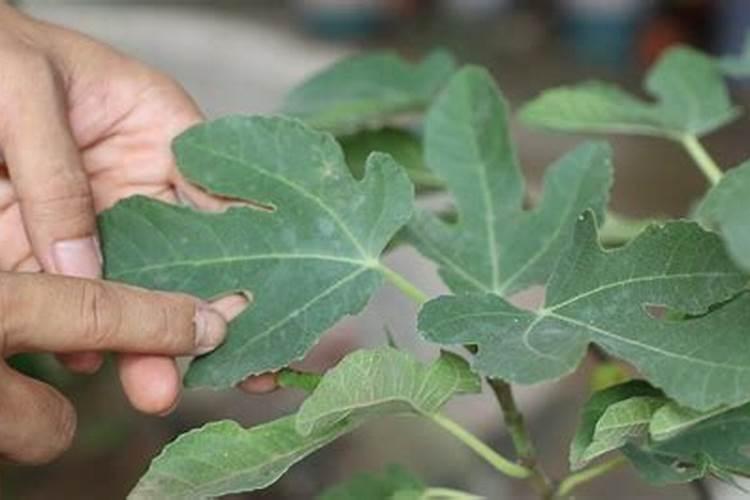 无花果用什么肥料 该如何管理
