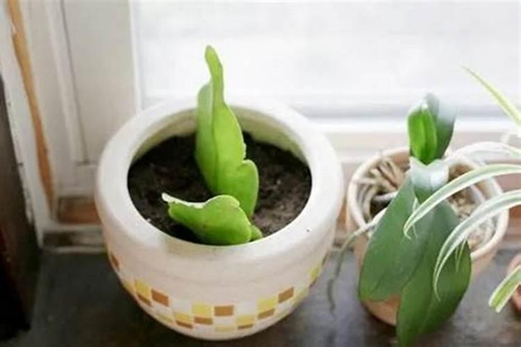 昙花怎么施肥