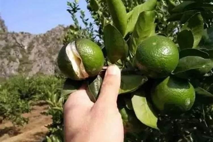 番茄什么时候冲钙肥好 注意事项有哪些