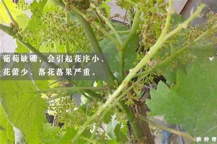 葡萄缺硼会出现哪些症状？