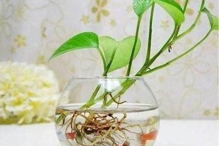 如何水养花才能生根  养花水里加什么比较好