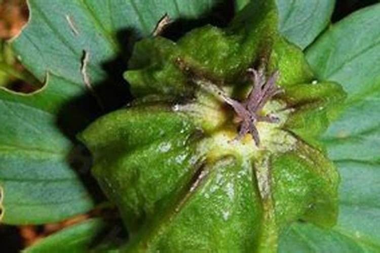 七叶一枝花怎么种植:怎么育苗、施什么肥？