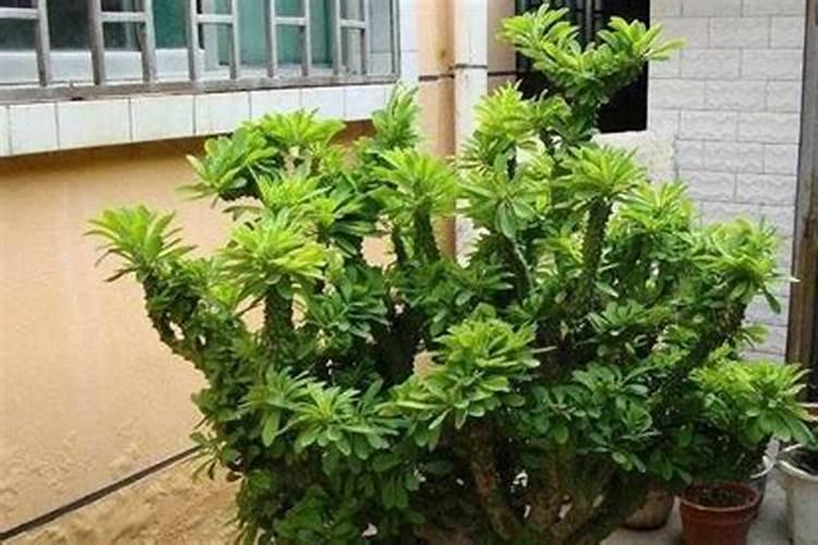 水溶性磷肥使用方法