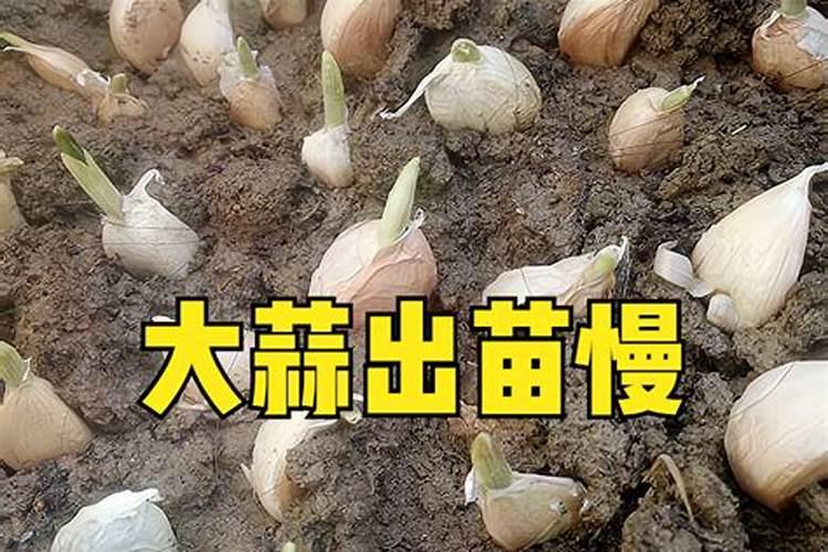 什么时间喷大蒜叶面肥