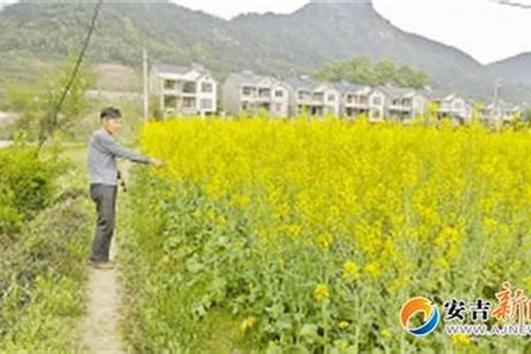 油菜只开花不结果是缺少什么