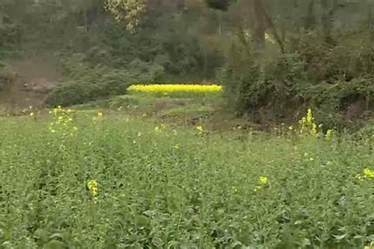 油菜开花不结籽？