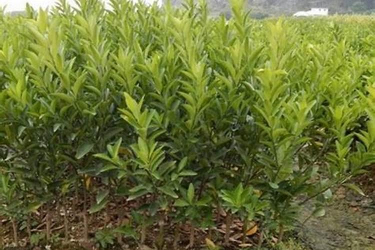 木子树种植是否要放肥料？