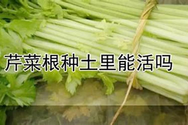 芹菜移栽后多少天可以施肥 芹菜移栽后多少天能施肥