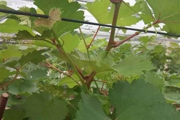 葡萄硼肥什么时候打最好？开花前？还是花期打？