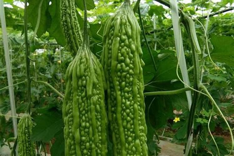 苦瓜用什么肥料好