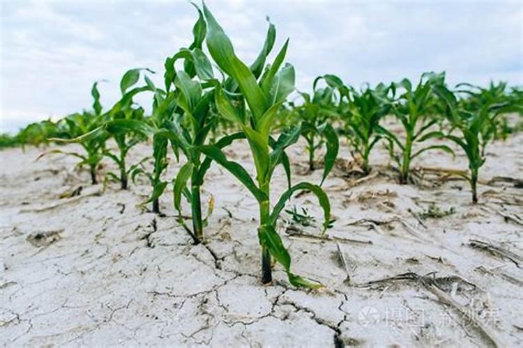 打玉米叶面肥用什么助剂好