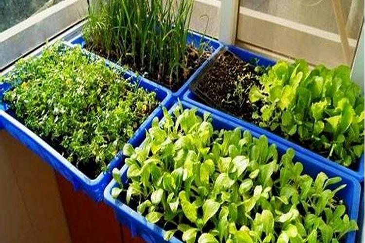 磷肥适合哪些蔬菜