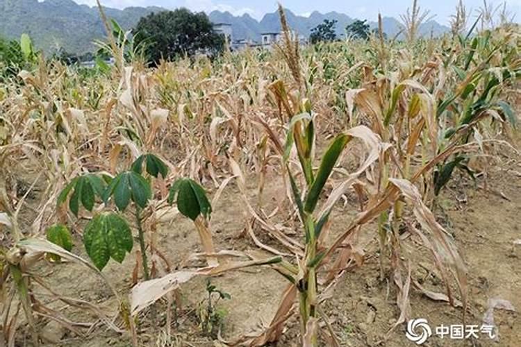 玉米苗发黄打什么叶面肥