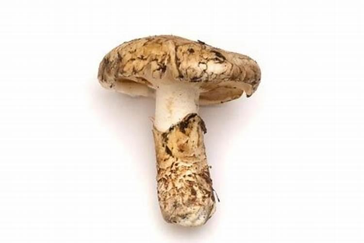 黄粉虫虫粪沙作植物肥料有什么作用