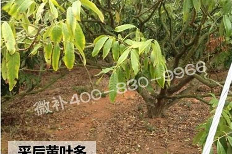 种芒果施什么肥