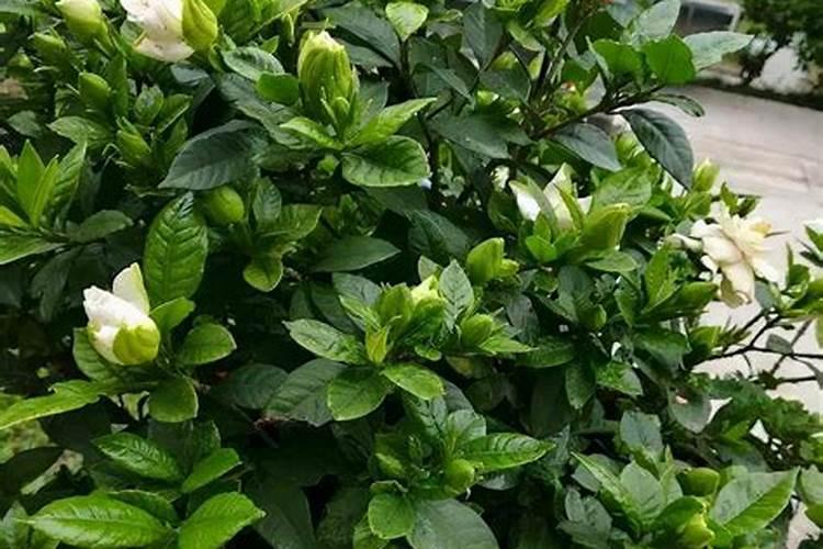 栀子花花苞期怎么施肥