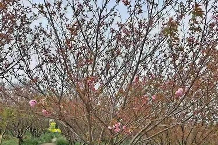 樱花怎么施肥