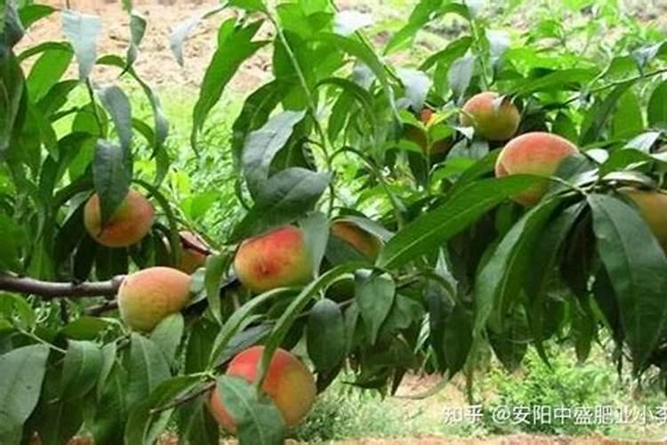桃树主要病虫害有哪些 桃树病虫害防治技术