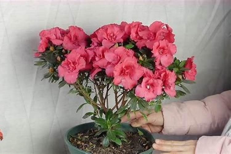 杜鹃花怎样浇水施肥