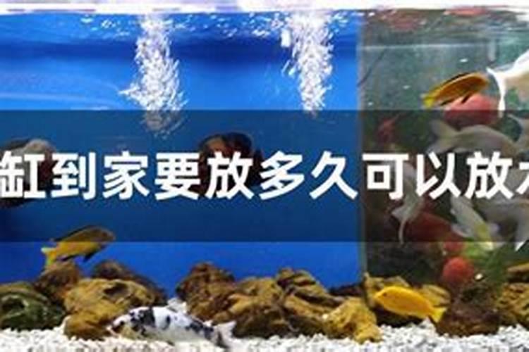 鱼蛋白自制配方比例