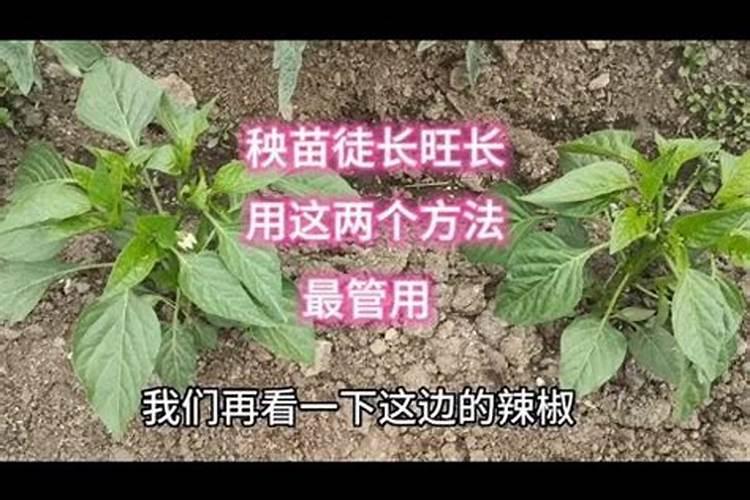 水稻秧苗不长根是什么原因