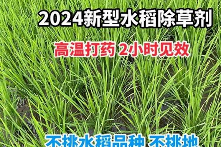 在果园里养鹅用来除草,有哪些好处和坏处呢？