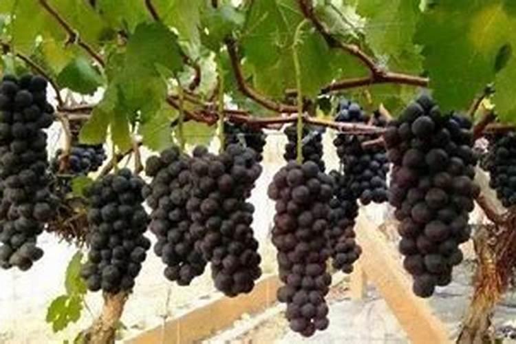 磷酸二氢钾和尿素、芸苔素内酯、硼肥如何搭配用？效果怎样啊？