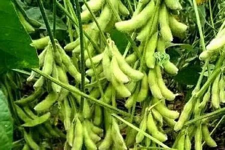 大豆如何追肥