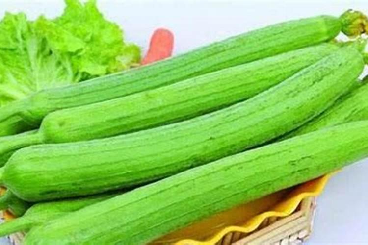 丝瓜只长藤不结果怎么办