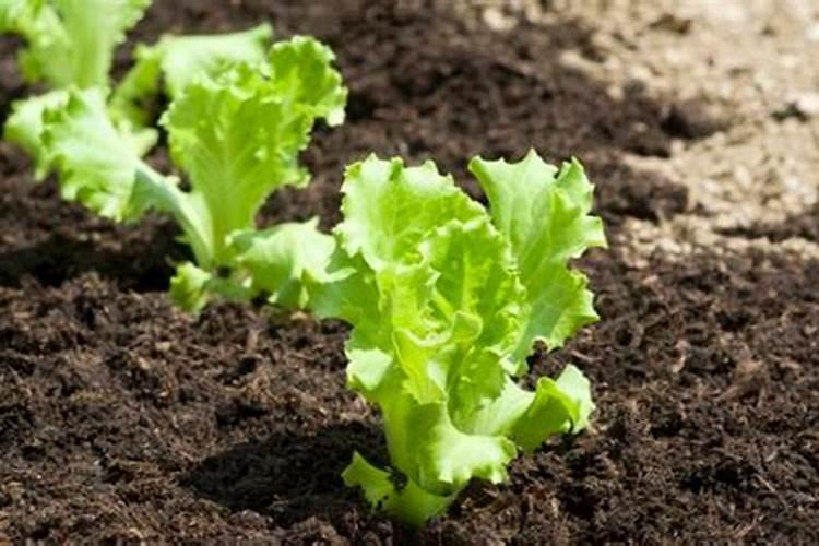 生菜冬季种植要注意什么