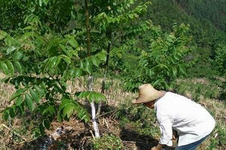 核桃树用什么肥料最好