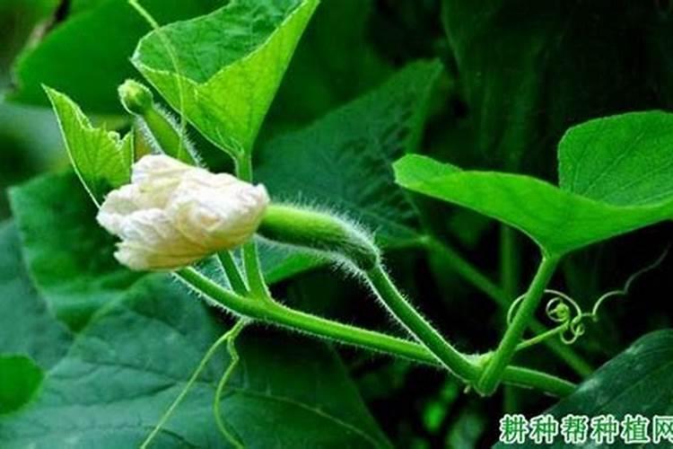 六月种什么蔬菜不怕热