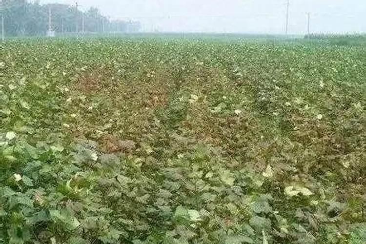 棉花后期需要什么肥料