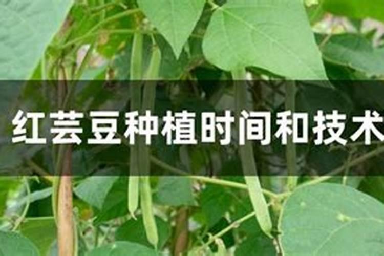 芸豆种植几天可以浇水啊云豆种几天可以浇水？
