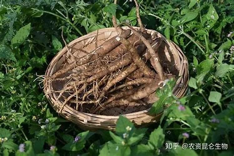 大蒜水可以浇花吗