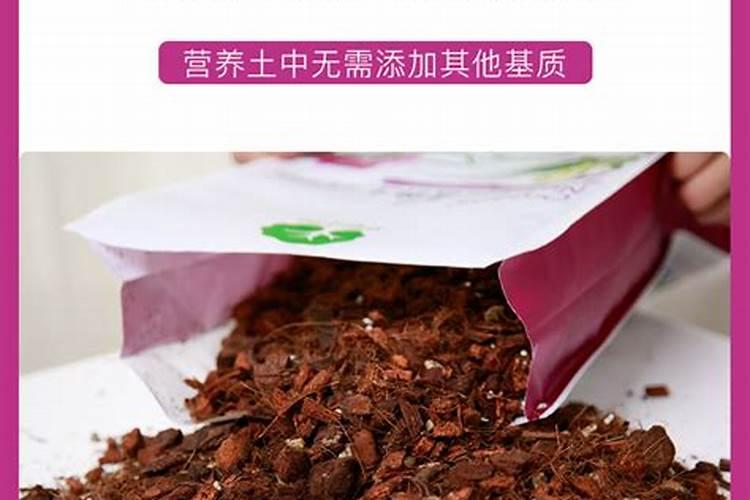 想要蝴蝶兰开花多需要怎么养护