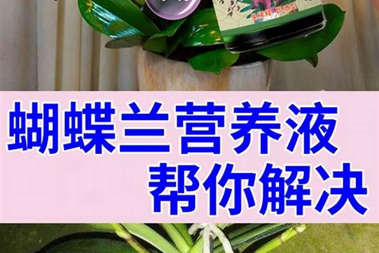 蝴蝶兰有哪些施肥技巧可以吸收效果更好