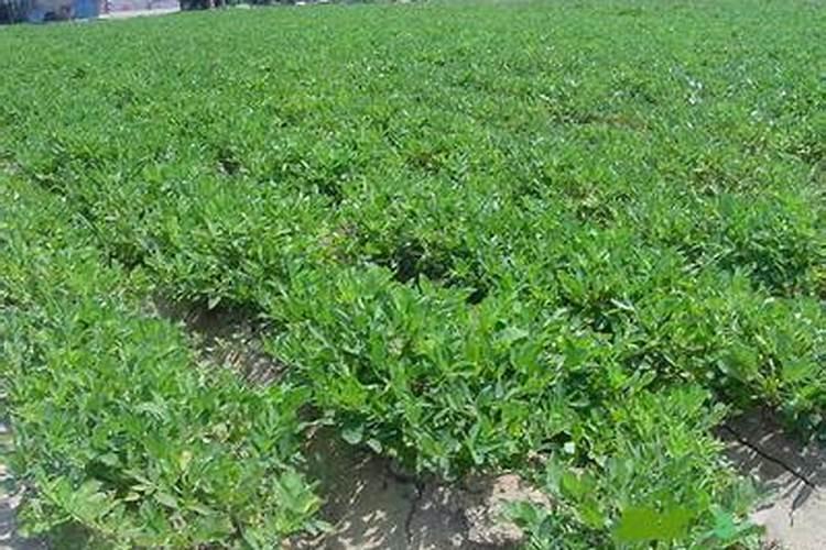 花生喷施钙肥最佳时间 什么时候使用合适