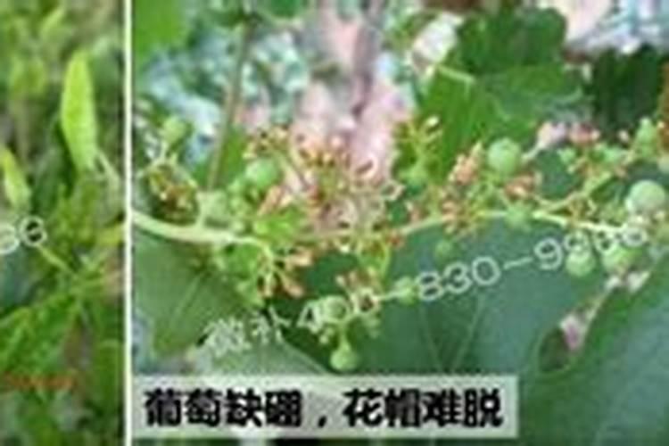 大棚葡萄施用中微量元素肥怎样效果好